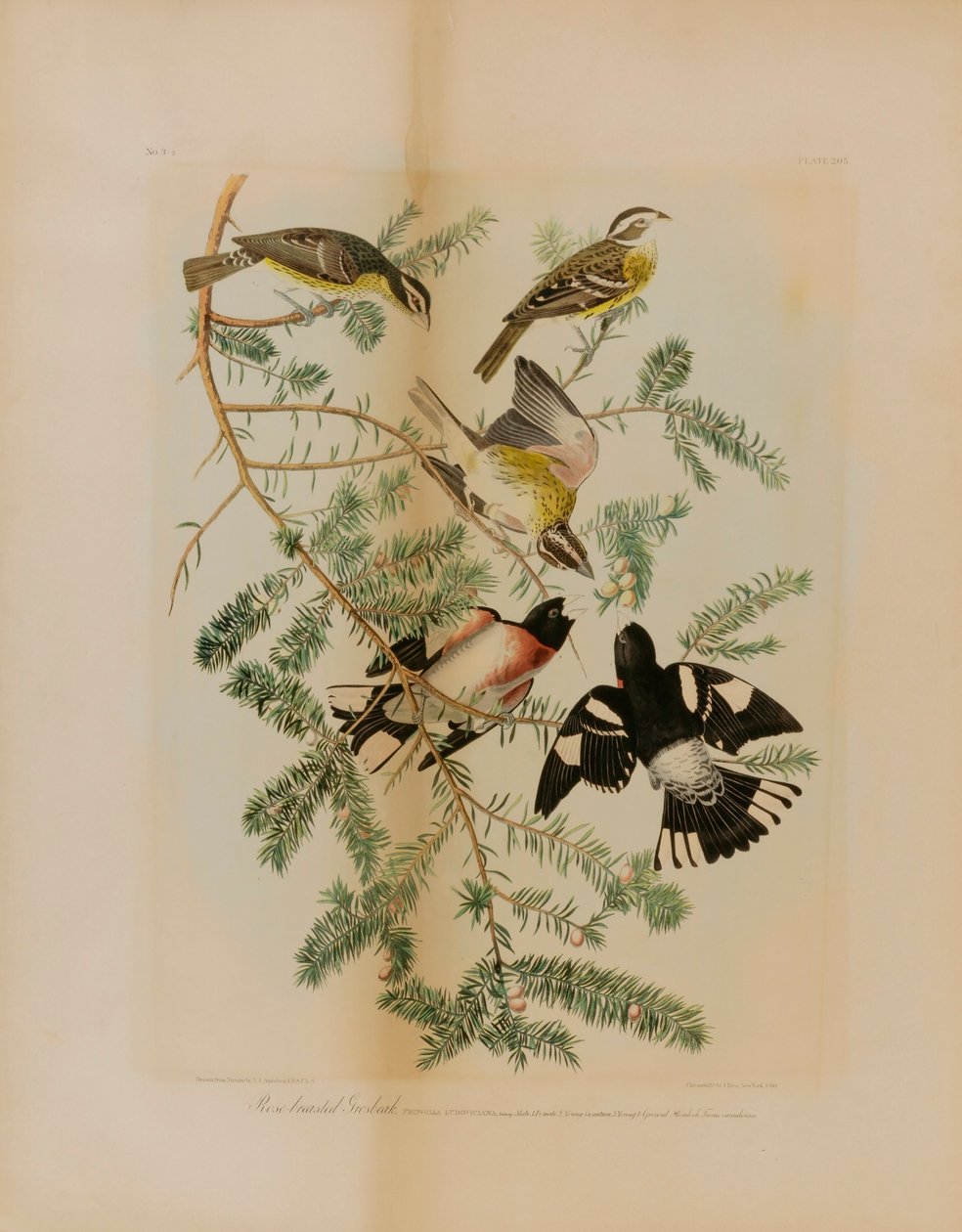 Rosenbrust-Kernknacker von Julius Bien