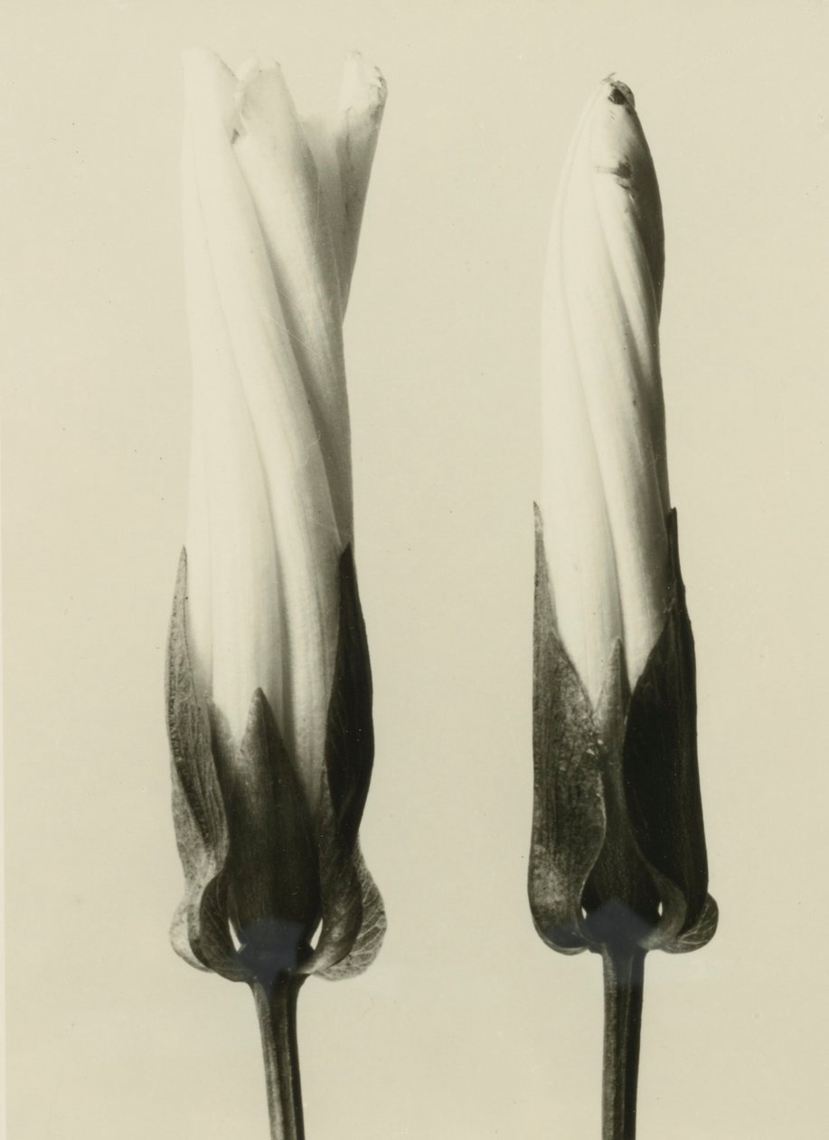 Calystegia sepium, 1929 von Karl Blossfeldt