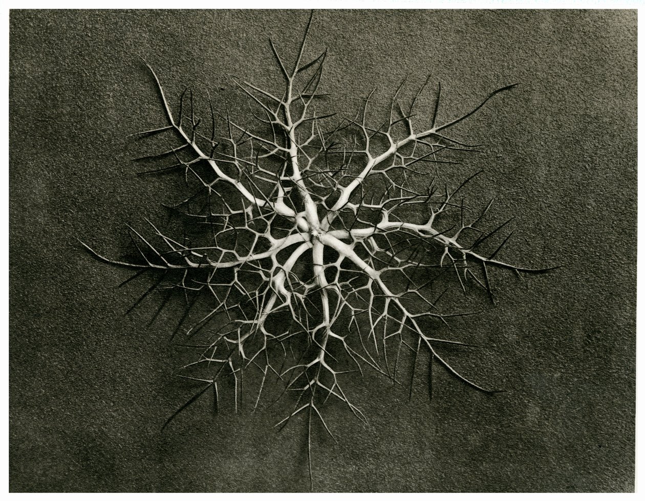 Nigella Damascena. 1929 von Karl Blossfeldt