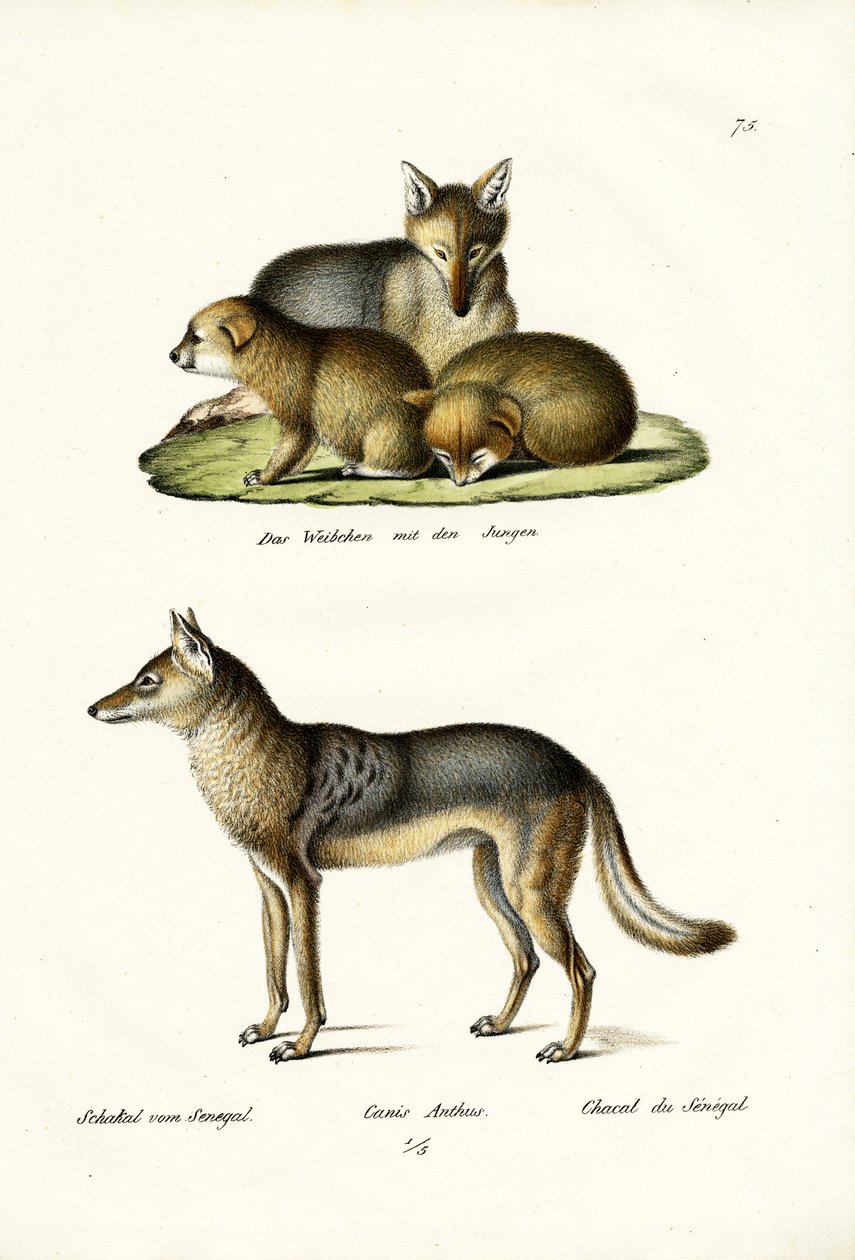 Schakal, 1824 von Karl Joseph Brodtmann