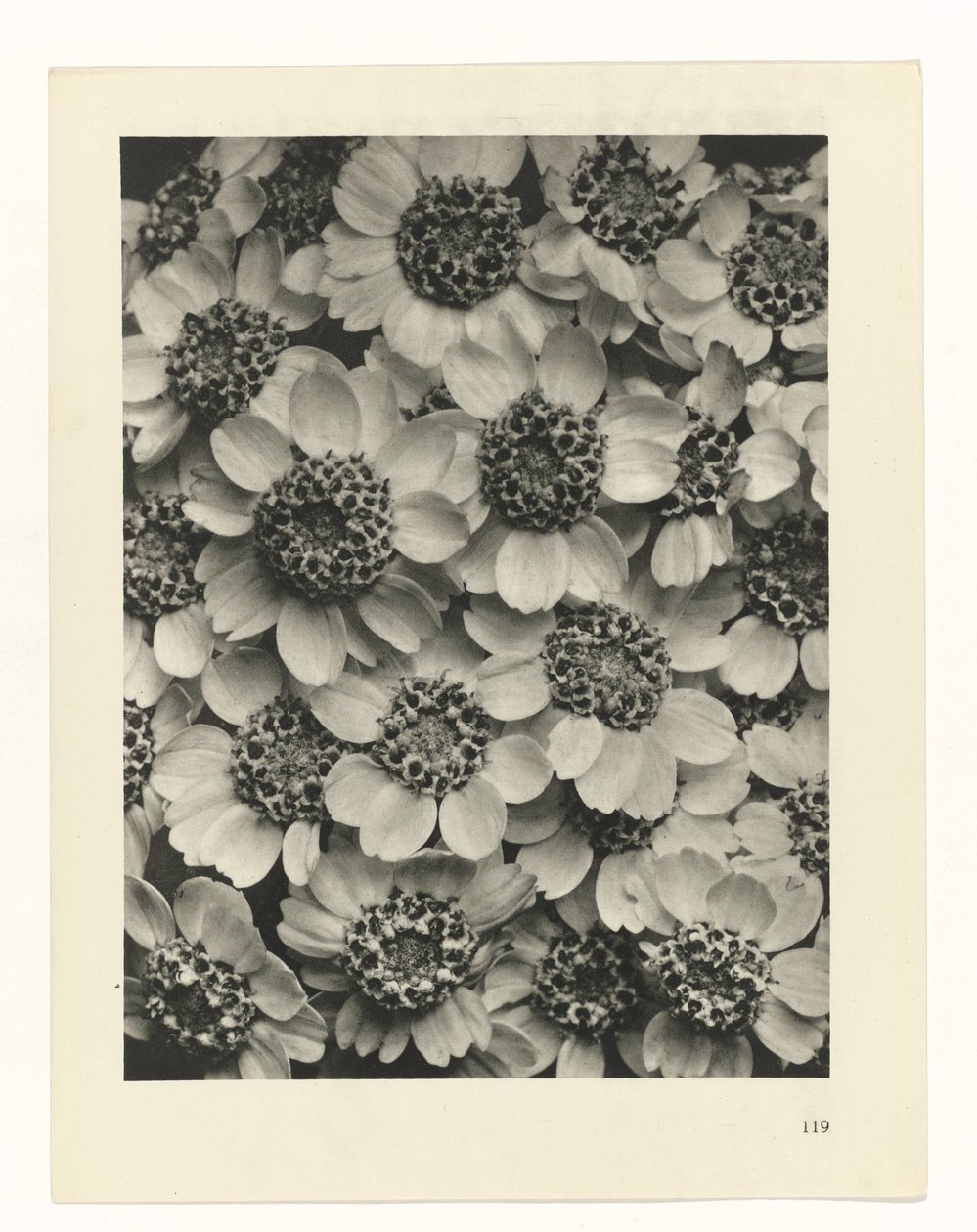 Pflanzenstudie (Urformen der Kunst) von Karl Blossfeldt