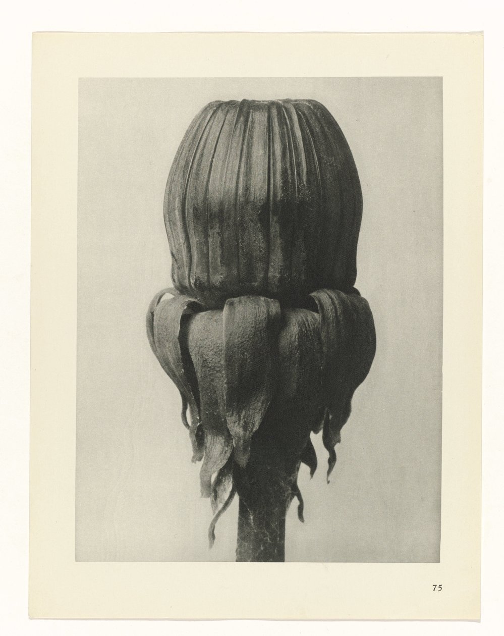 Pflanzenstudie Urformen der Kunst (Serientitel) von Karl Blossfeldt