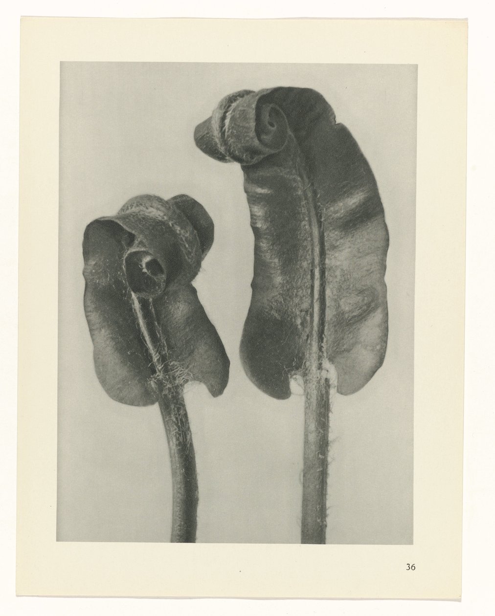 Pflanzenstudie Urformen der Kunst (Serientitel) von Karl Blossfeldt