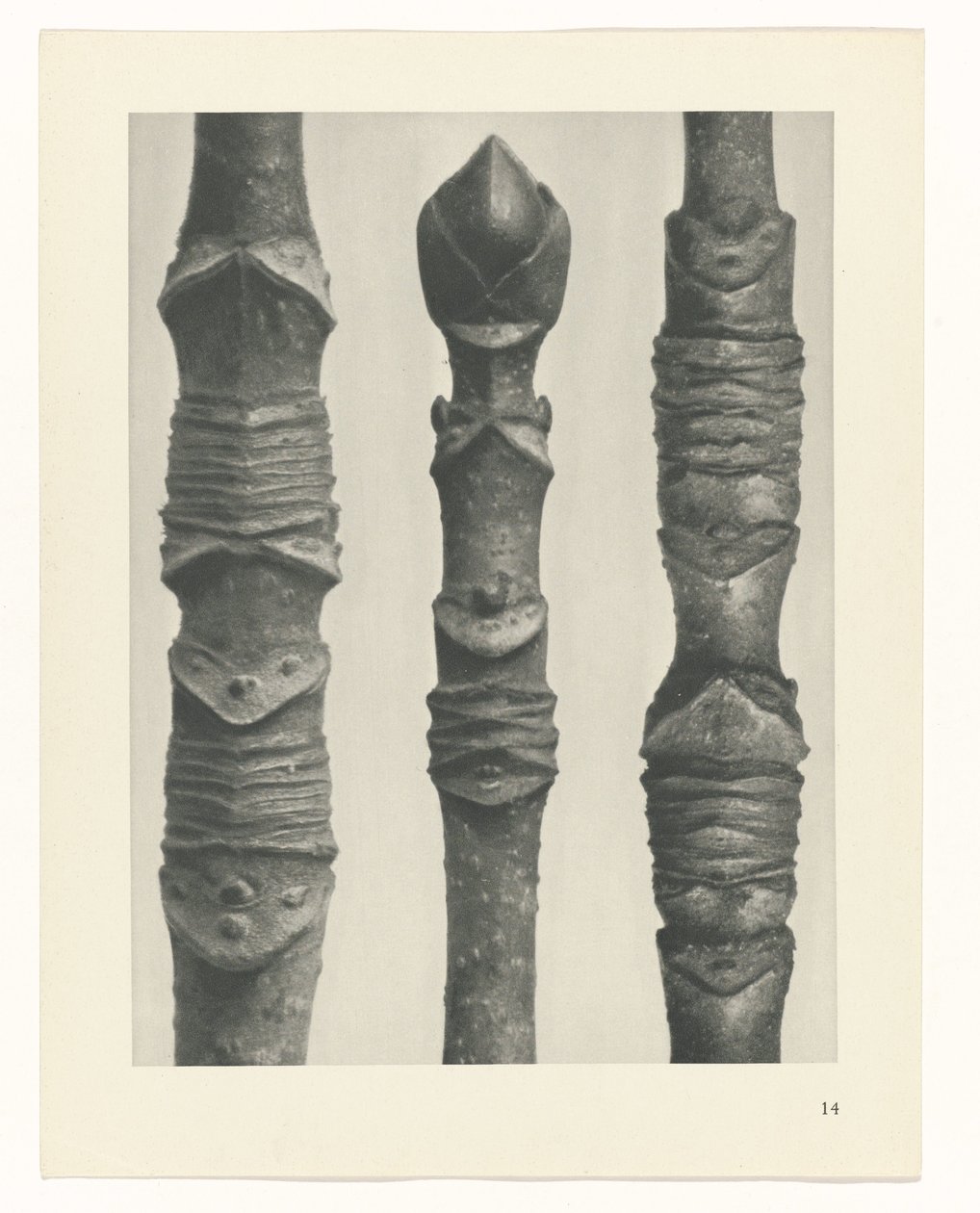 Pflanzenstudie Urformen der Kunst (Serientitel) von Karl Blossfeldt