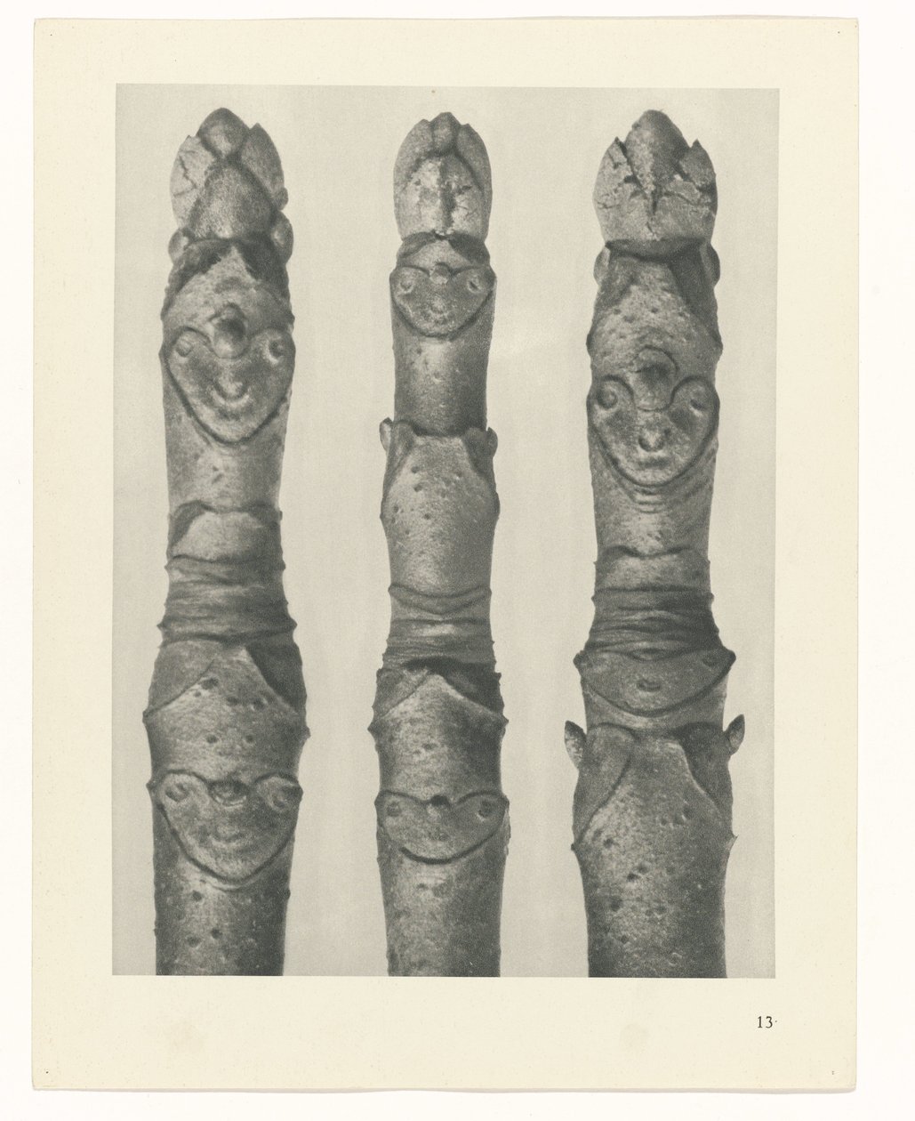 Pflanzenstudie Urformen der Kunst (Serientitel) von Karl Blossfeldt