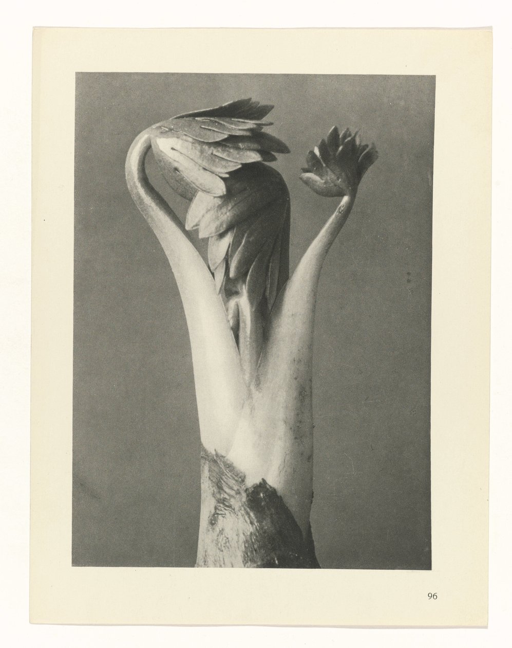 Pflanzenstudie Urformen der Kunst (Serientitel) von Karl Blossfeldt