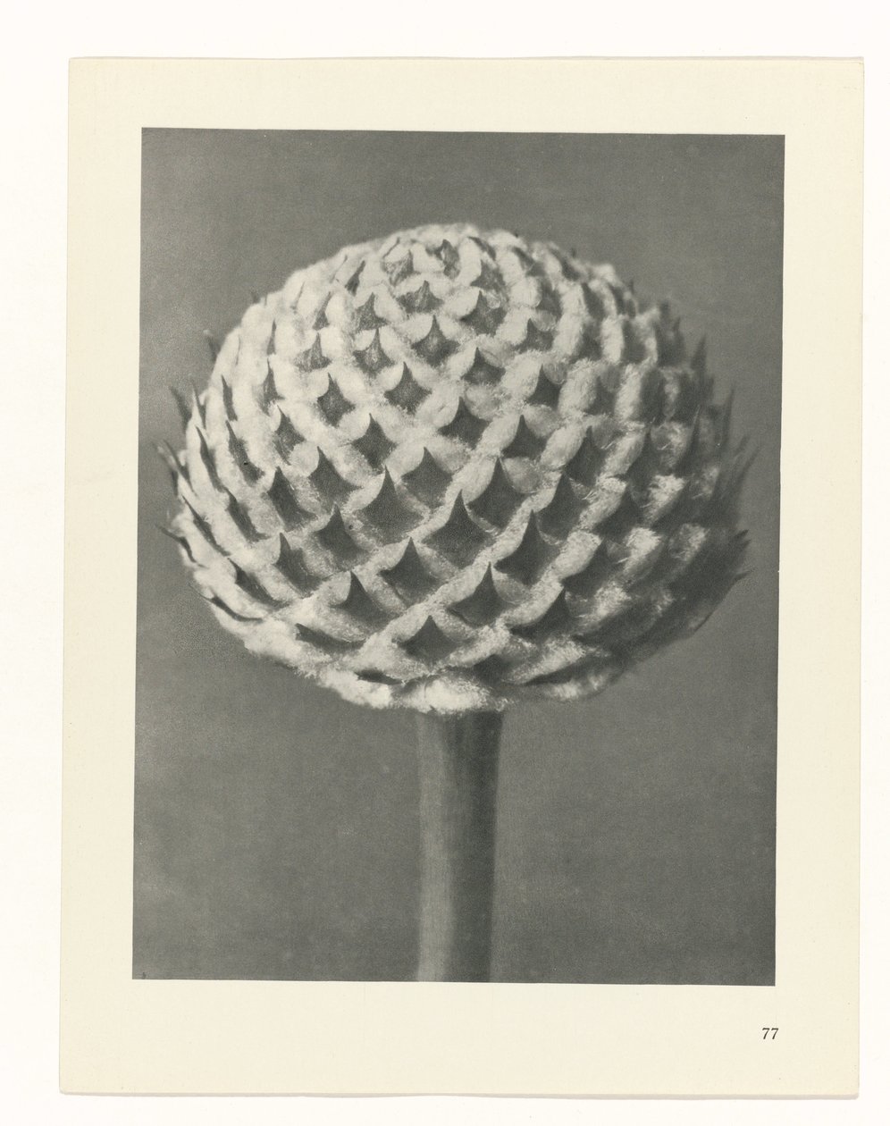 Pflanzenstudie Urformen der Kunst (Serientitel) von Karl Blossfeldt