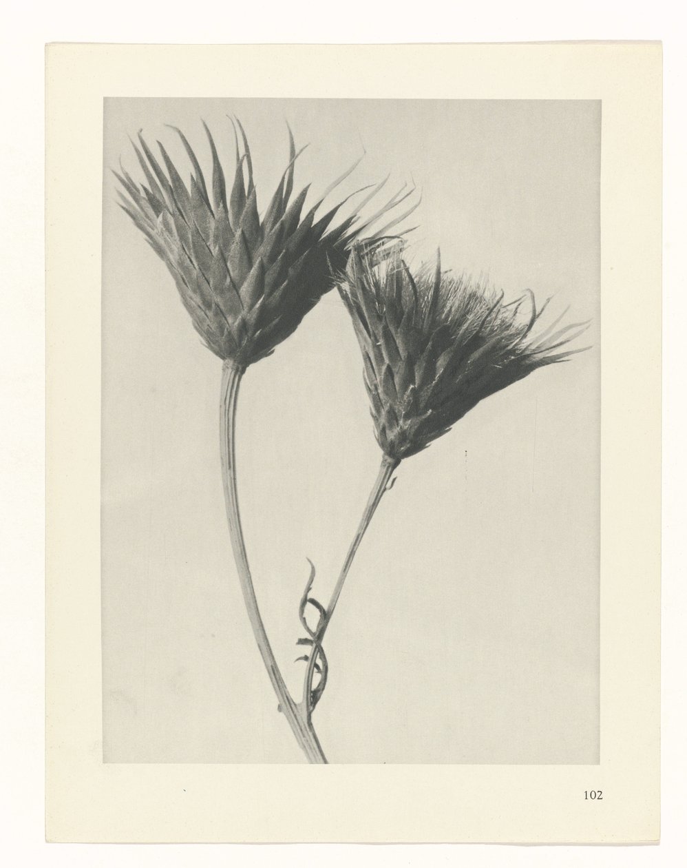 Pflanzenstudie Urformen der Kunst (Serientitel) von Karl Blossfeldt