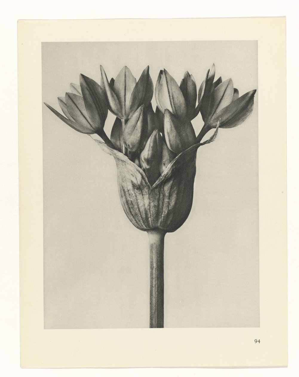Pflanzenstudie (Urformen der Kunst) von Karl Blossfeldt
