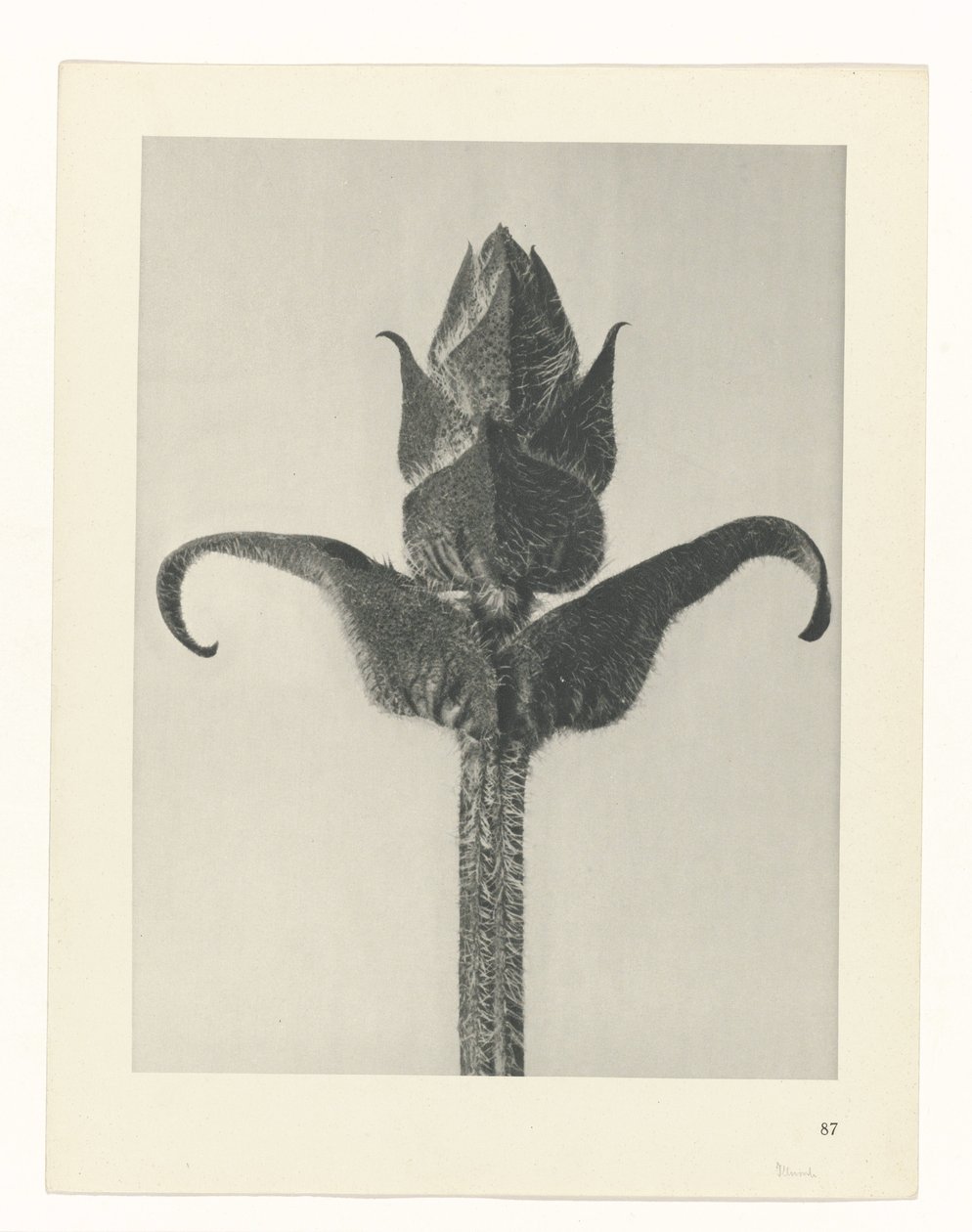 Pflanzenstudie (Urformen der Kunst) von Karl Blossfeldt