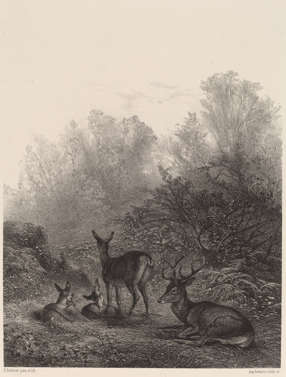 Rehe im Ruhestand von Karl Bodmer