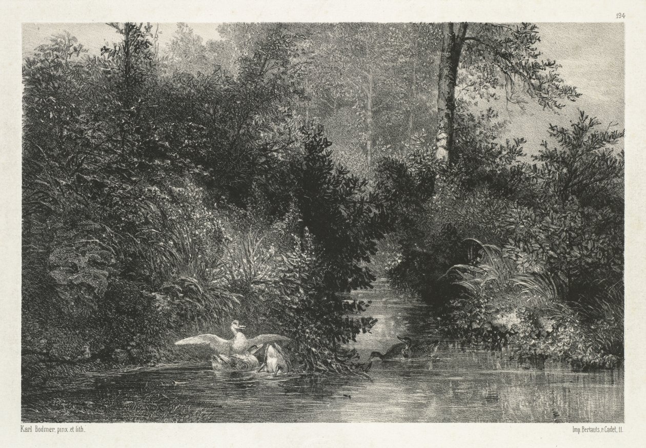 Enten von Karl Bodmer