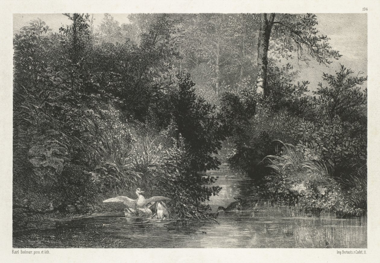 Enten von Karl Bodmer