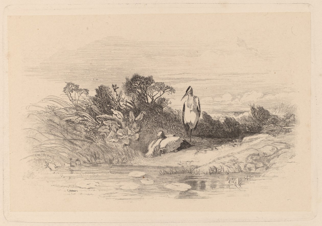 Reiher von Karl Bodmer