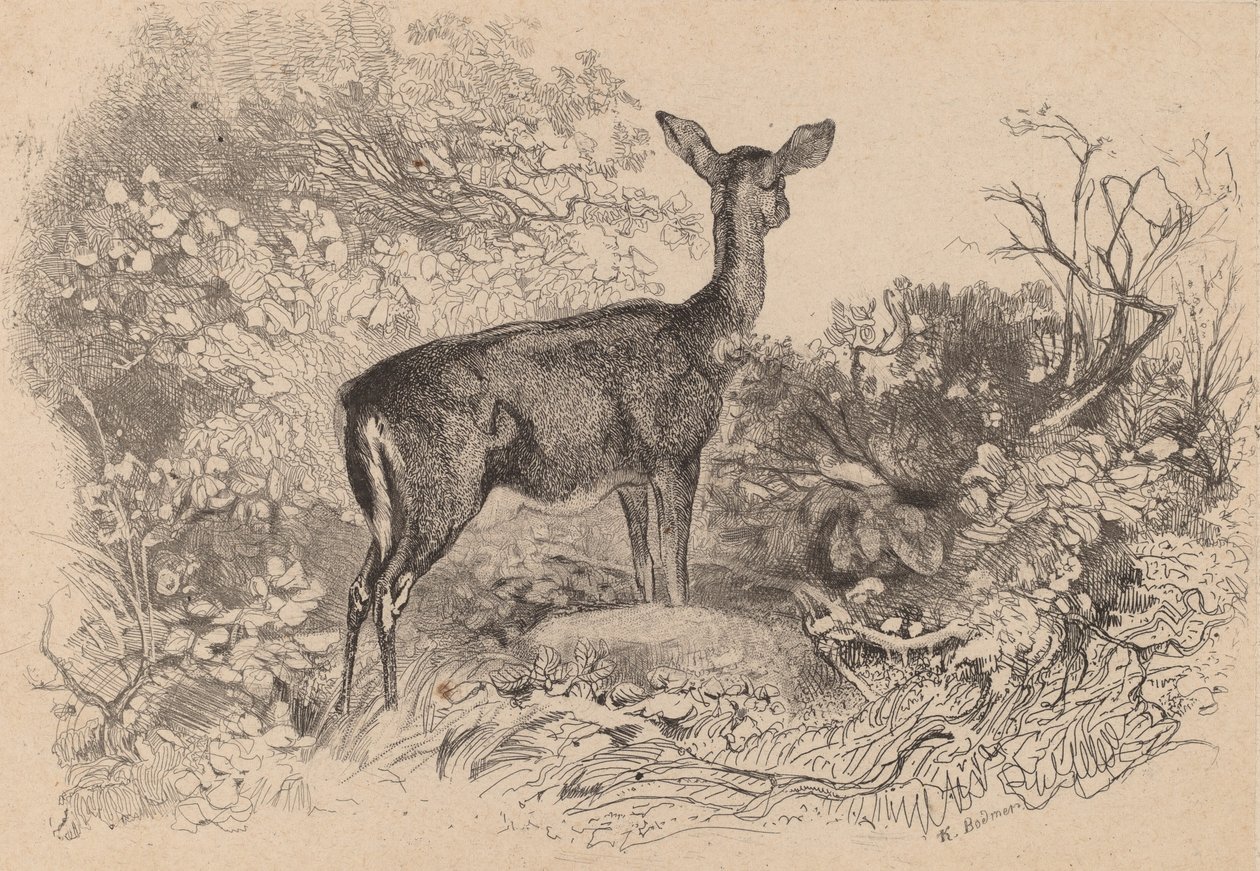 Ein Reh von Karl Bodmer