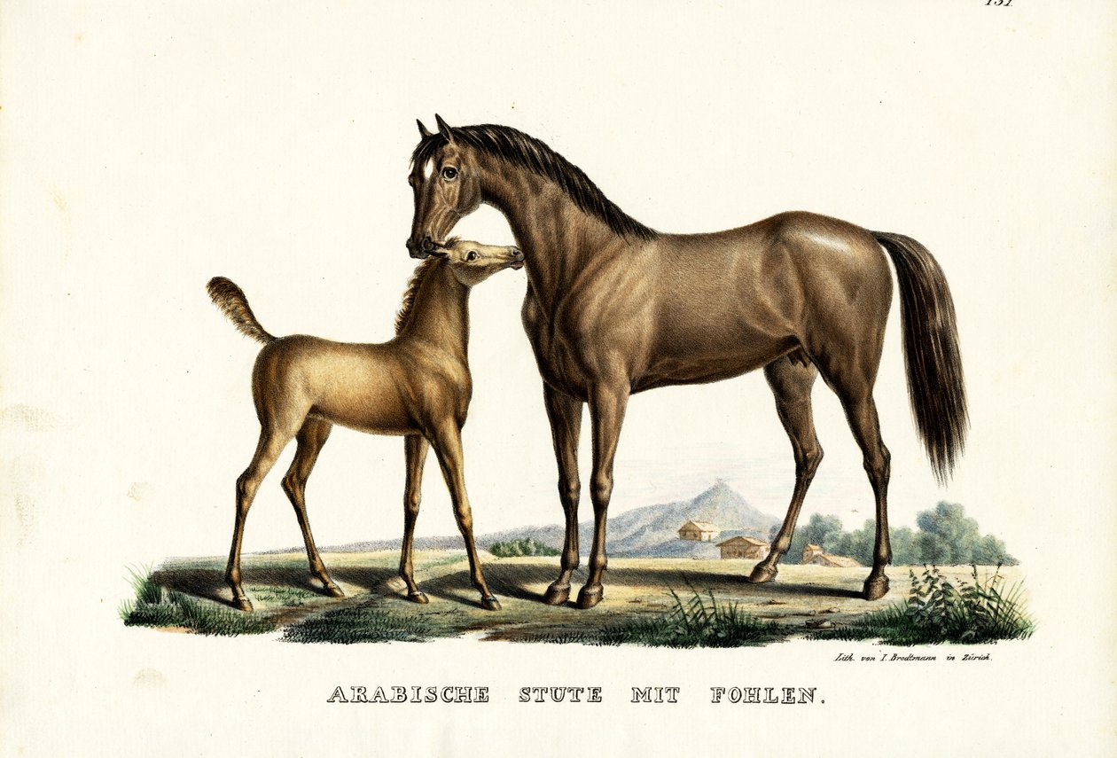 Arabisches Pferd mit Geflügel, 1824 von Karl Joseph Brodtmann