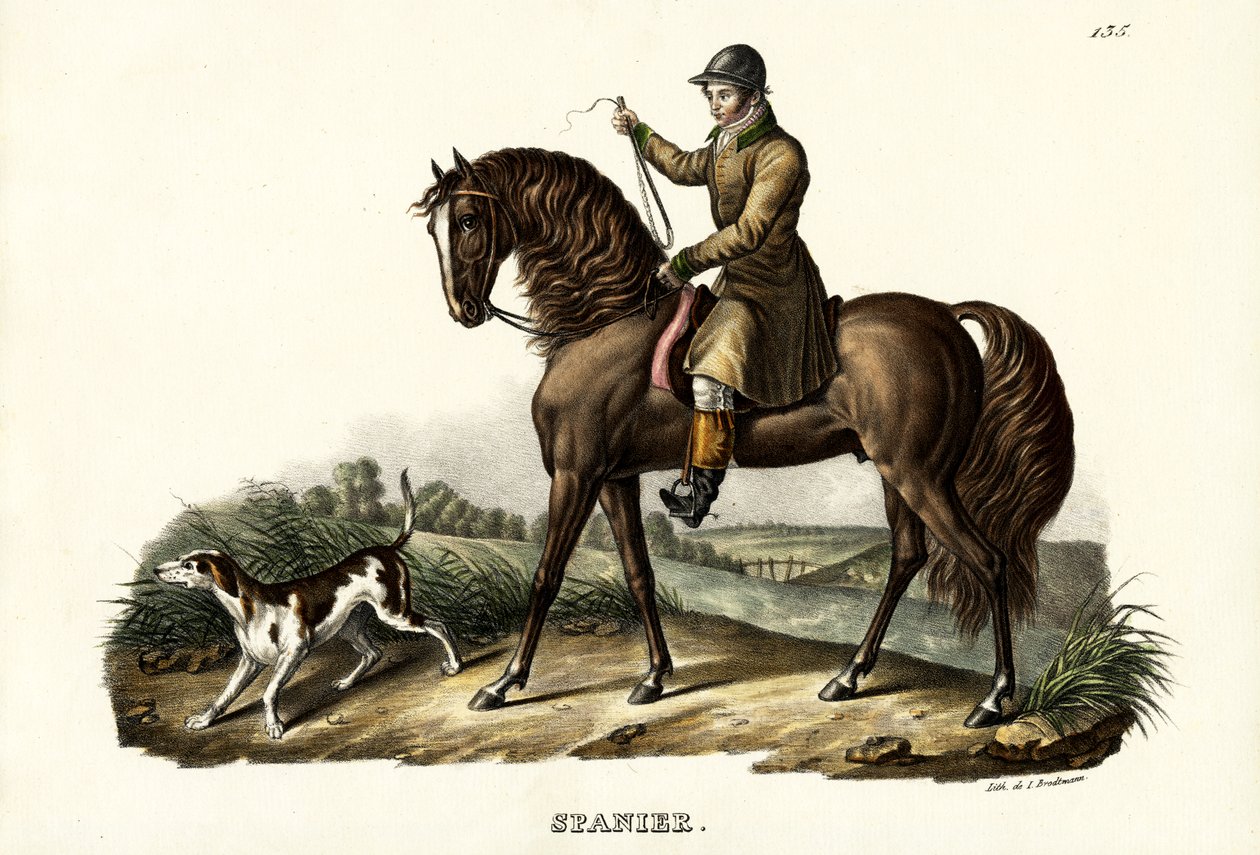 Spanisches Jagdpferd, 1824 von Karl Joseph Brodtmann