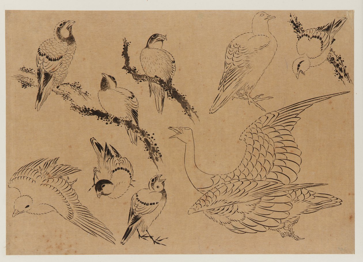 Vögel, Edo-Periode, spätes 18. - frühes 19. Jahrhundert von Katsushika Hokusai