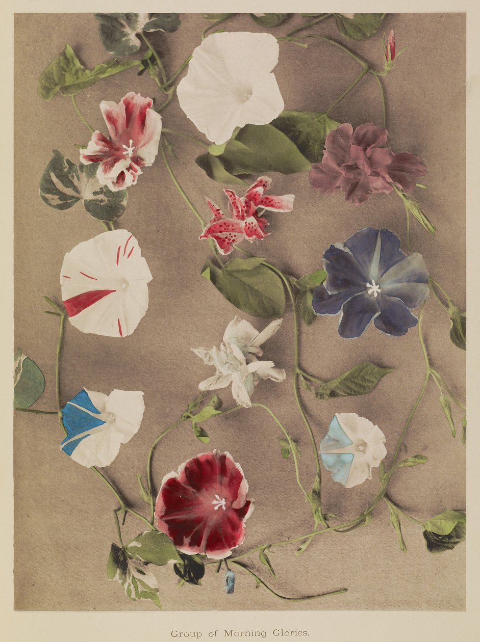 Gruppe von Prunkwinden von Kazumasa Ogawa