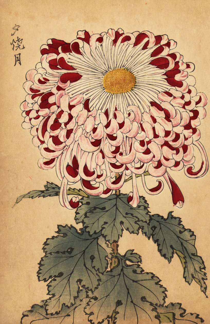 Hybride purpurrote und weiße Löffel-Chrysantheme, 1893 (Gravur) von Keika Hasegawa