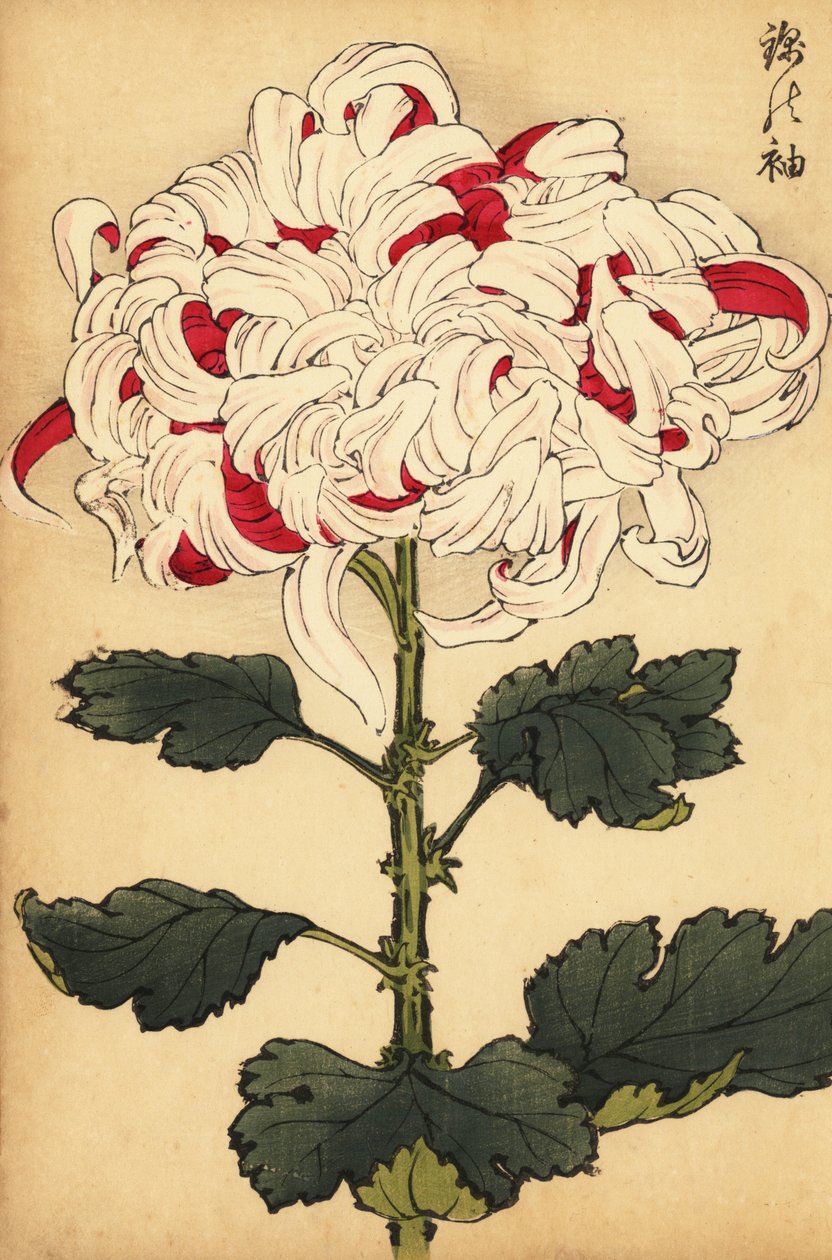 Hybride weiße und scharlachrote Chrysantheme von Keika Hasegawa