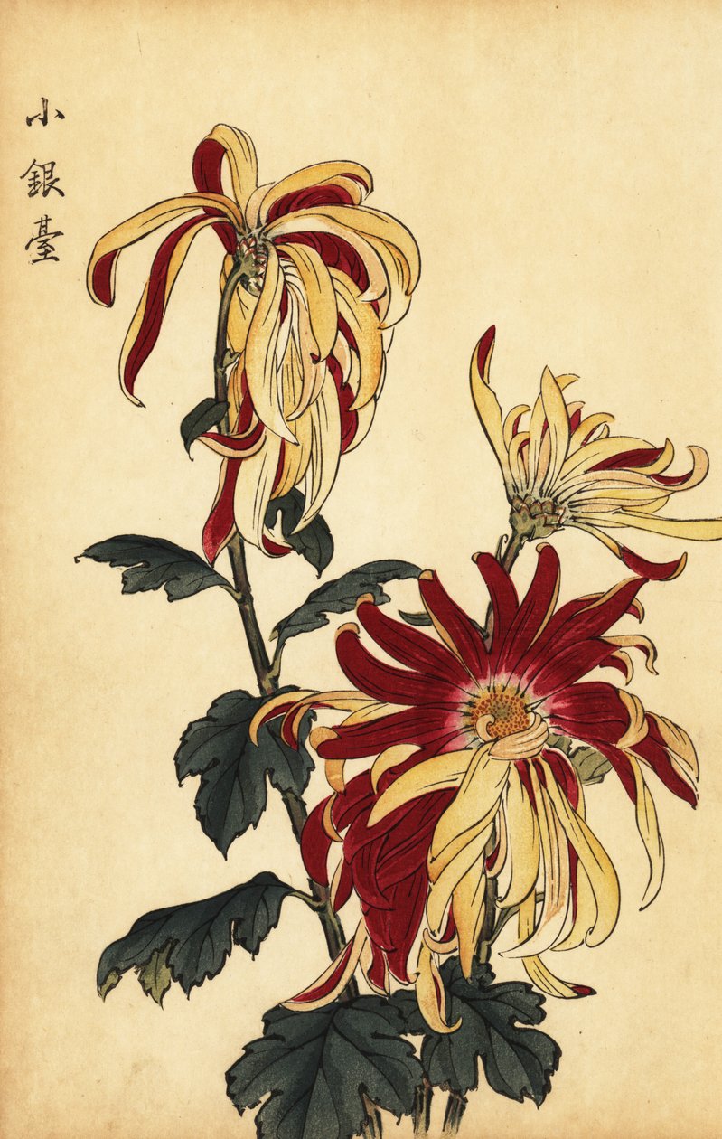 Hybridisierte gelb-rote Chrysantheme (Gravur) von Keika Hasegawa