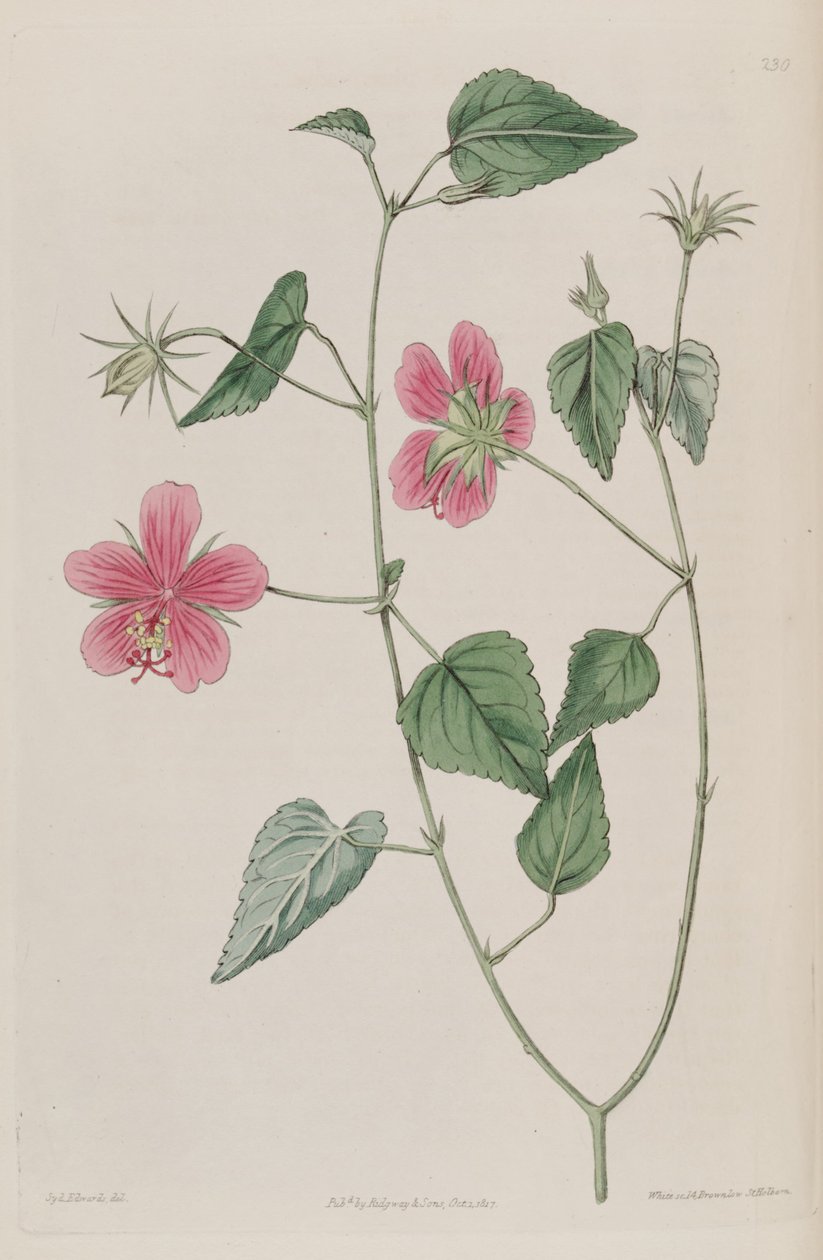 Hibiscus phoeniceus von Ker Gawler