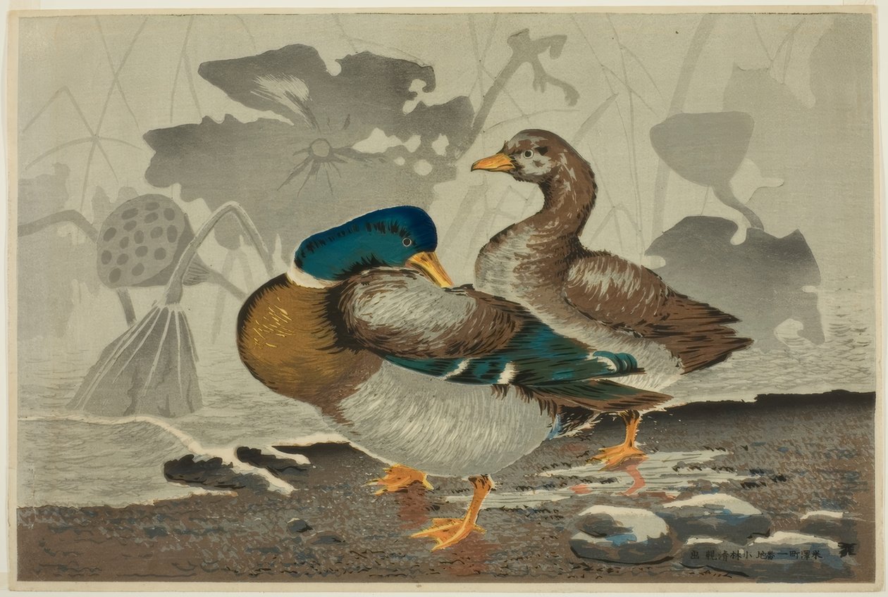 Ein Enten-Paar an einem Lotosteich von Kiyochika Kobayashi