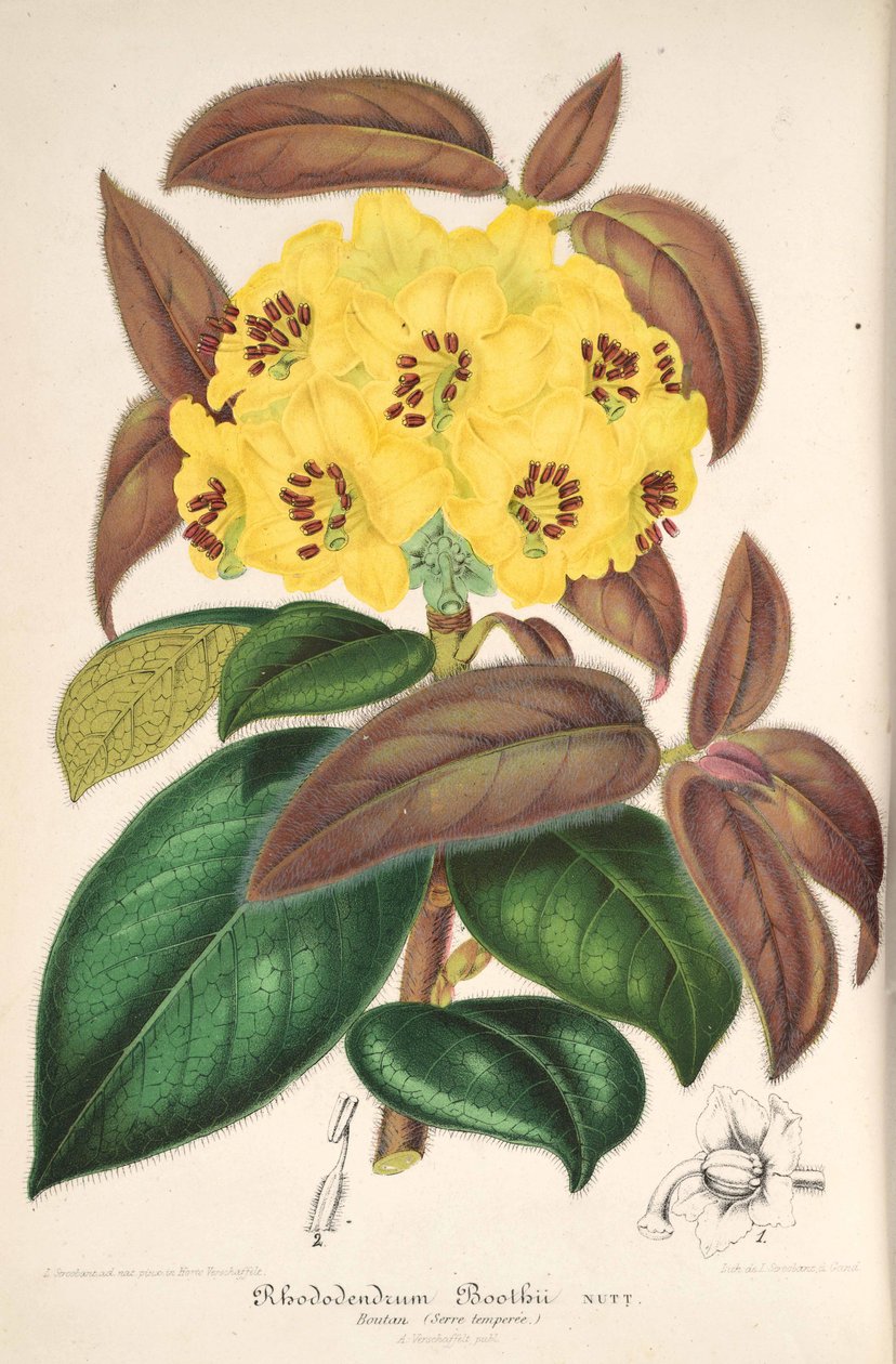 Rhododendron boothii von L’Illustration horticole