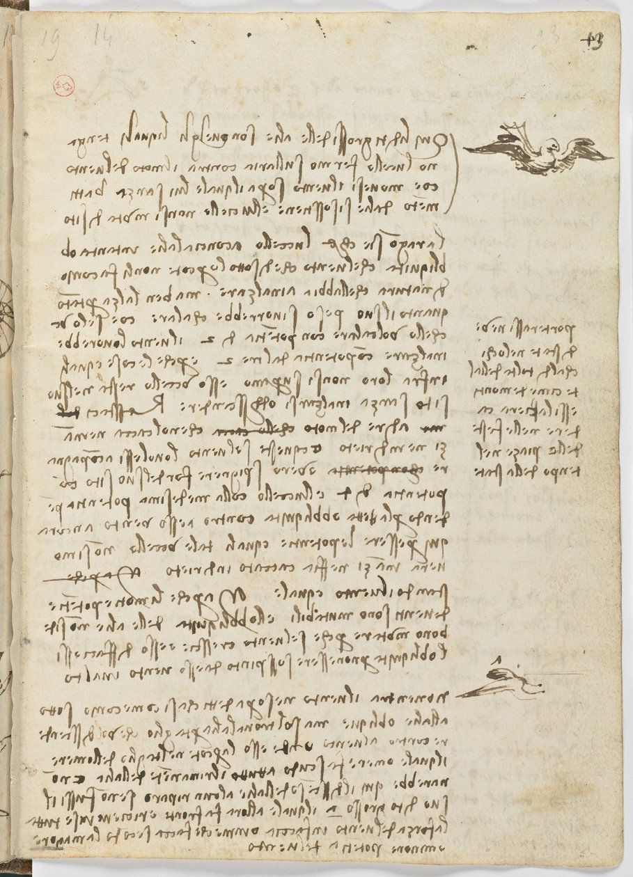 Flug der Vögel, c. 1505-06, Manuskript, Blatt 13 (recto) von Leonardo da Vinci