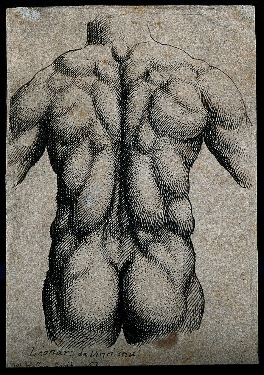 Rumpf eines Mannes, von hinten gesehen, mit betonten Muskeln von Leonardo da Vinci