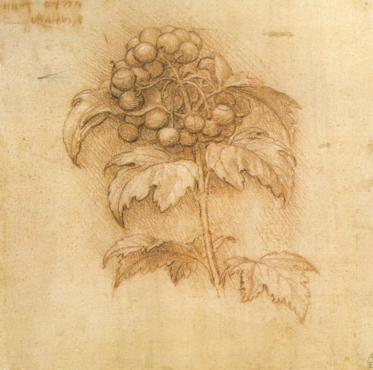 Sumpfmyrte von Leonardo da Vinci