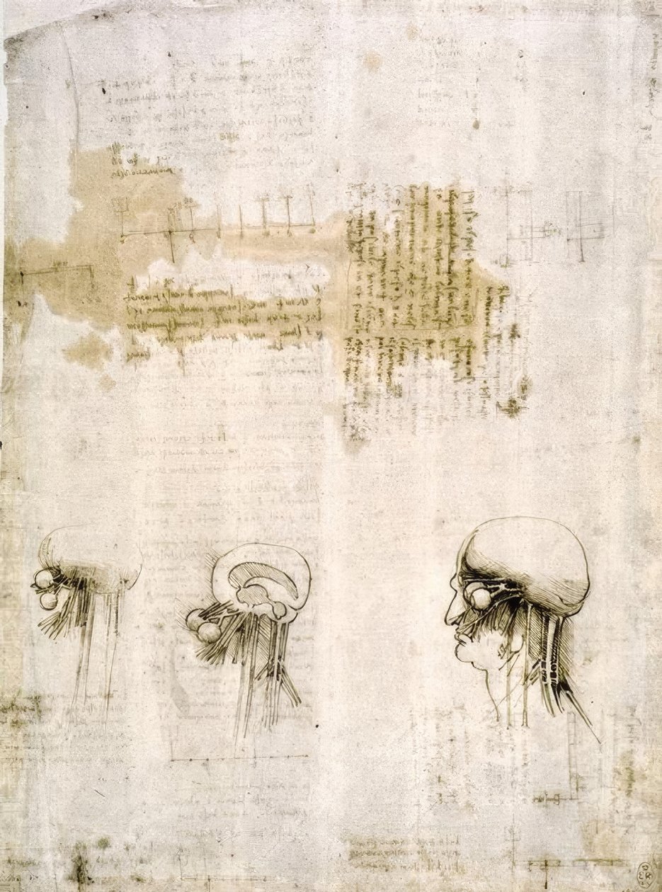 Anatomiestudien von Leonardo da Vinci