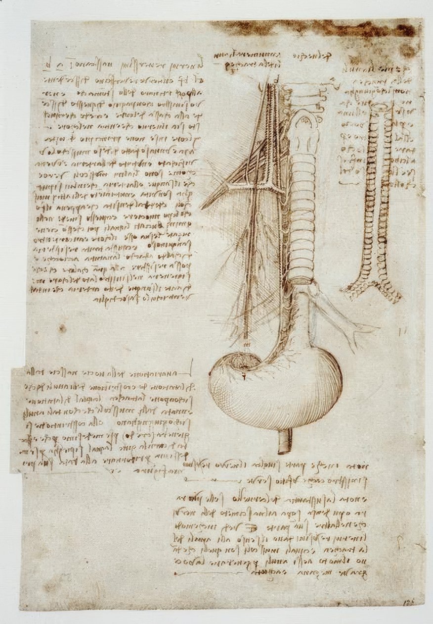 Anatomiestudien von Leonardo da Vinci