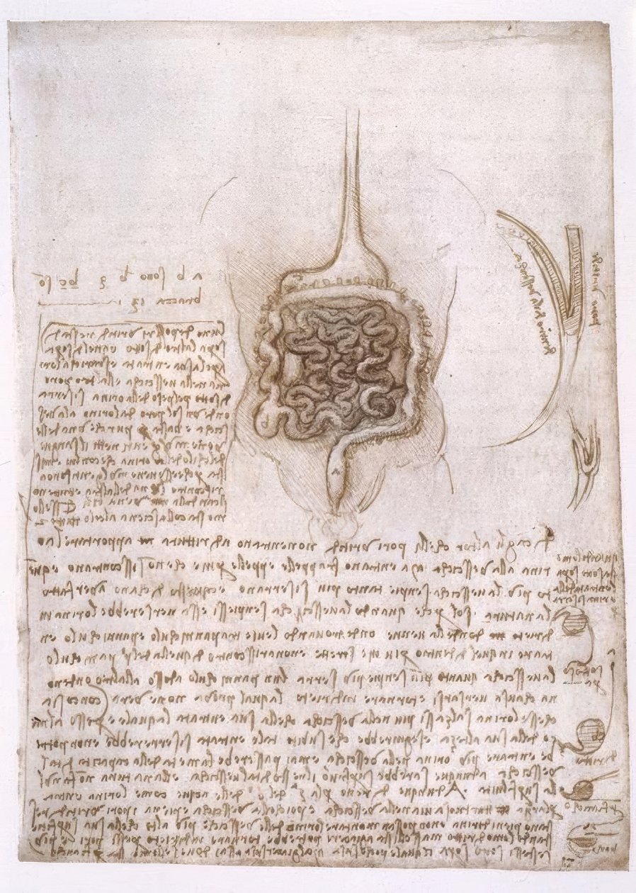 Anatomiestudien von Leonardo da Vinci