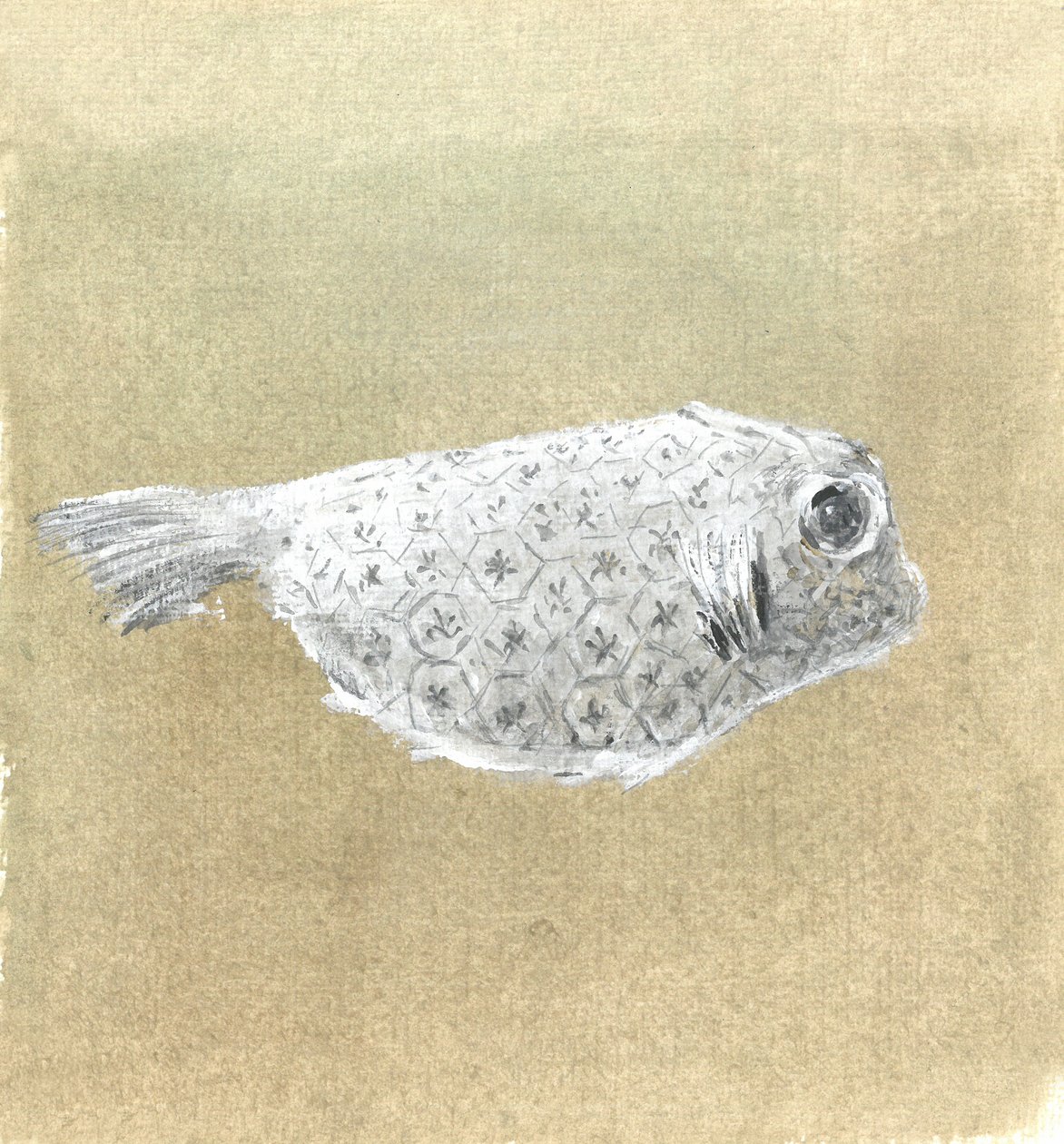 Kofferfisch, Sri Lanka, 2015 von Lincoln Seligman