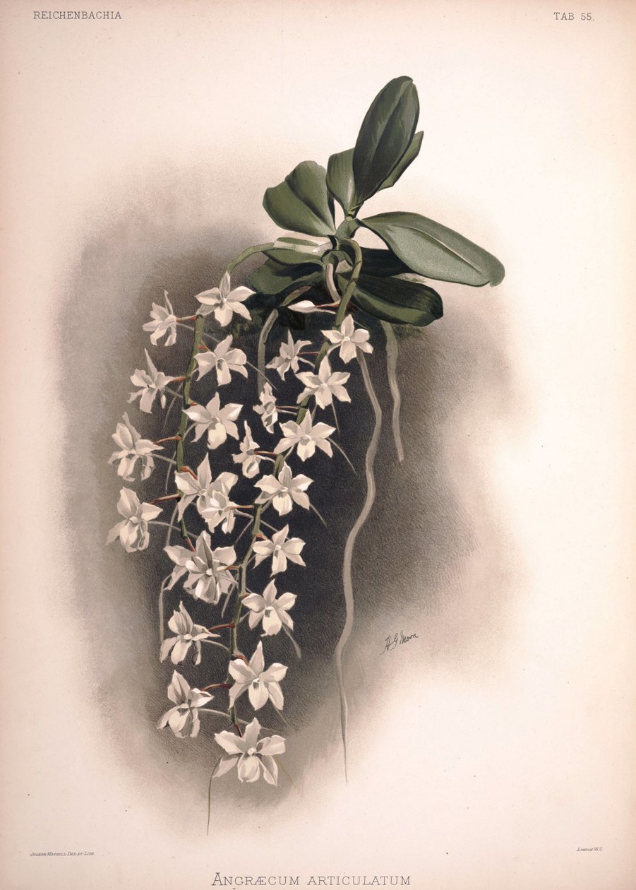 Aerangis articulata, syn.: Angraecum articulatum von London H. Sotheran and Co.