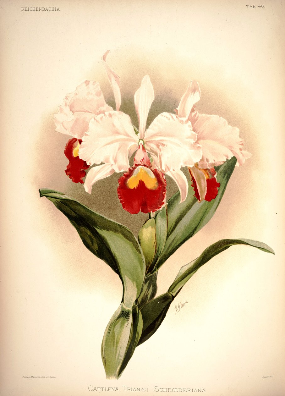 Cattleya trianae von London H. Sotheran and Co.