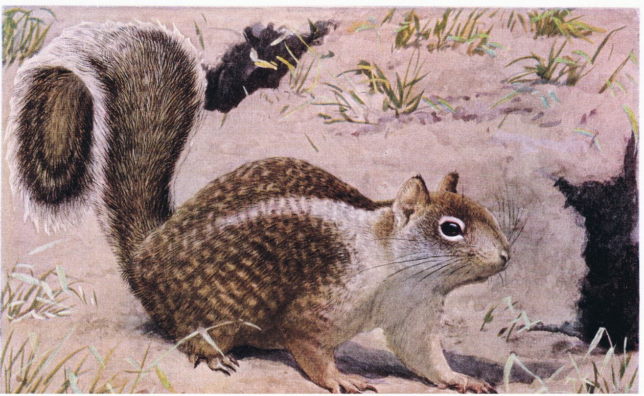 Kalifornisches Erdhörnchen lebt unter der Erde und ist ein ausgezeichneter Gräber von Louis Agassiz Fuertes