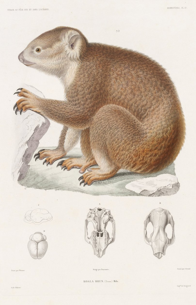 Koala, BrunVoyage zum Südpol und in die Ozeanien von Louis Le Breton