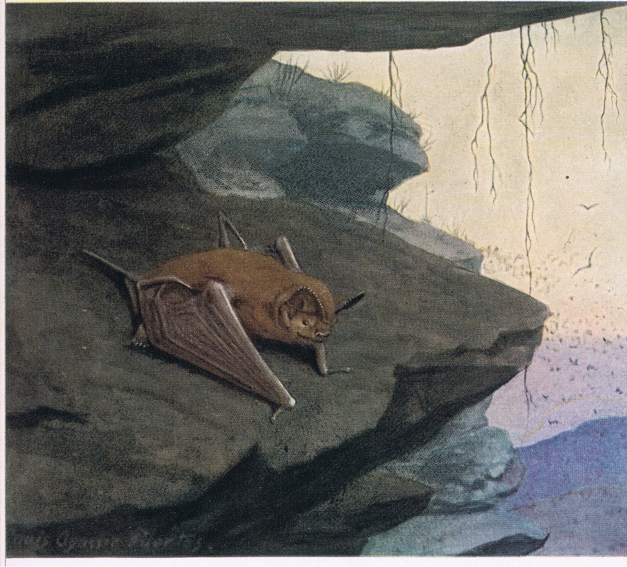 Freischwanzfledermaus von Louis Agassiz Fuertes