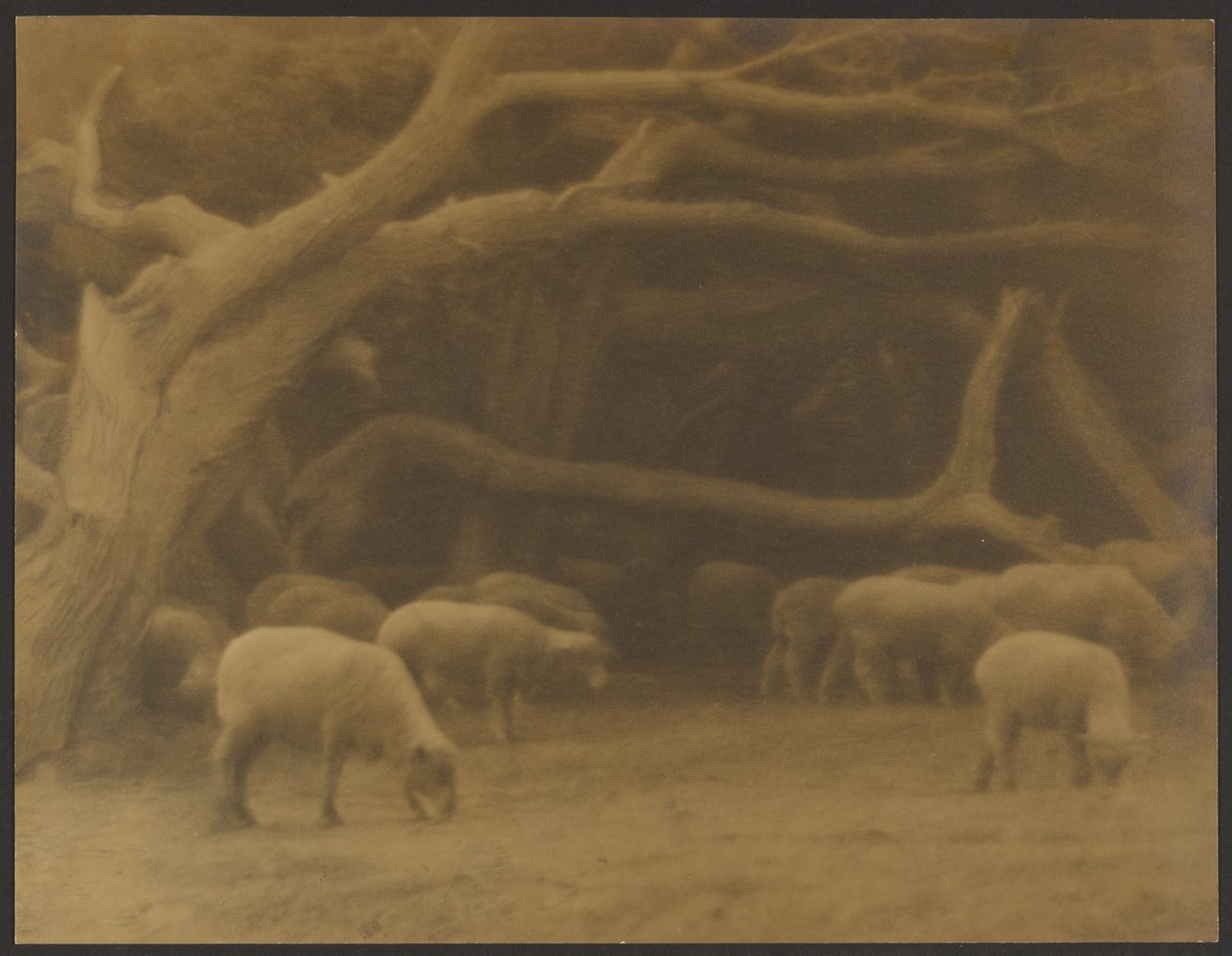 Ein Alter Wald von Louis Fleckenstein