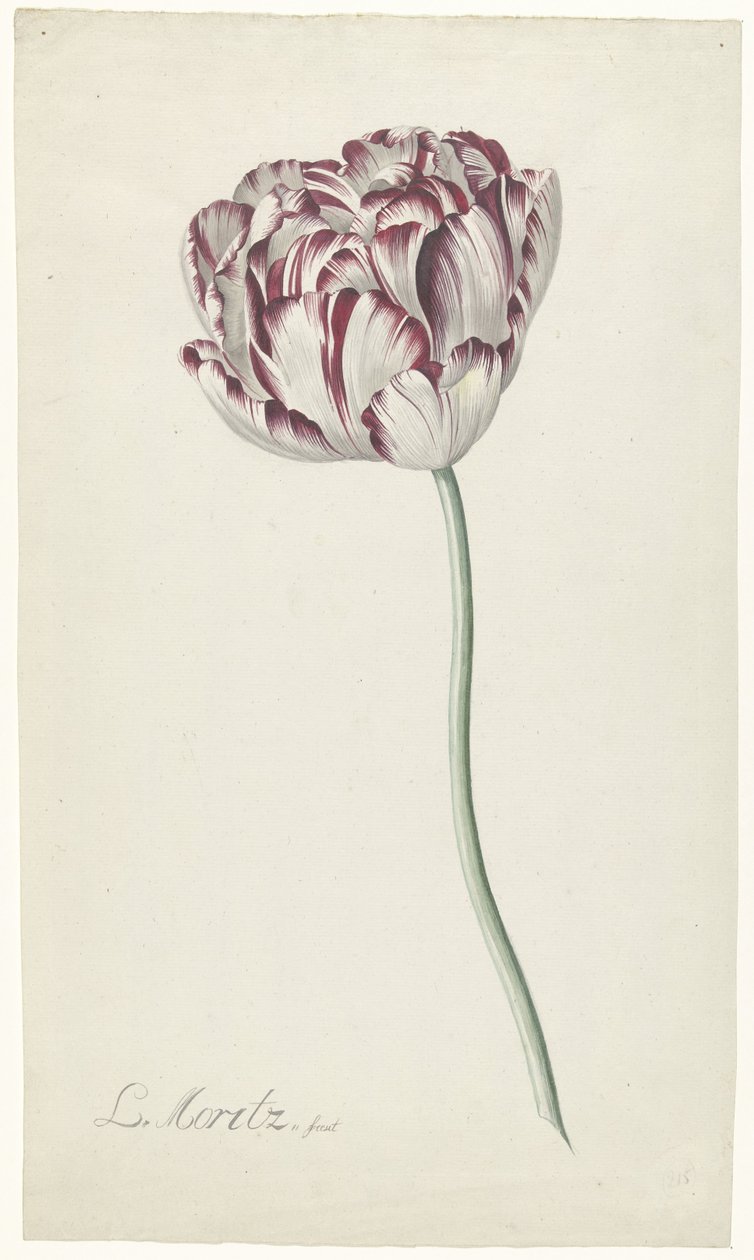 Tulpe von Louis Moritz