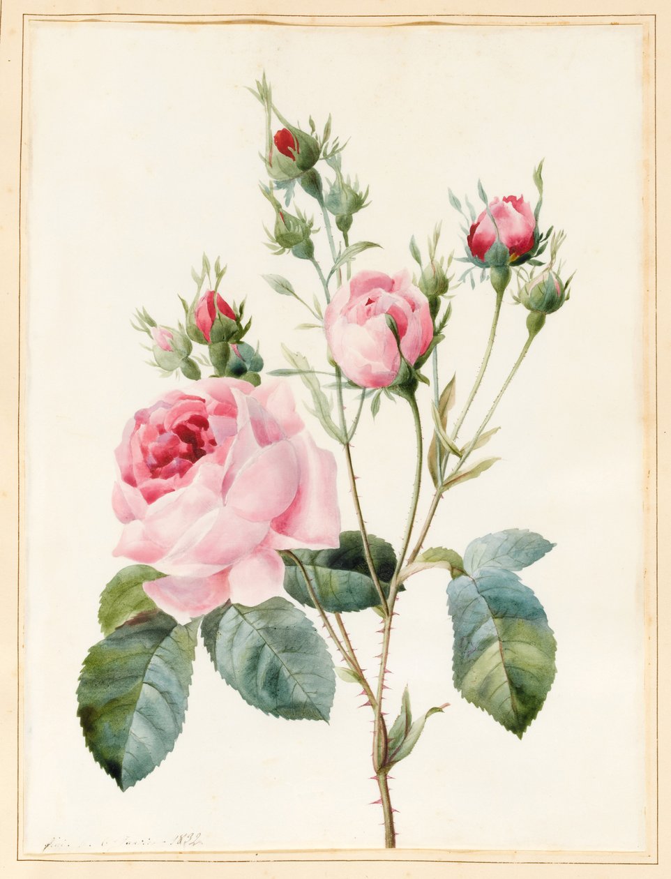 Rosa Rose und Knospen, 1832 von Louise DOrleans