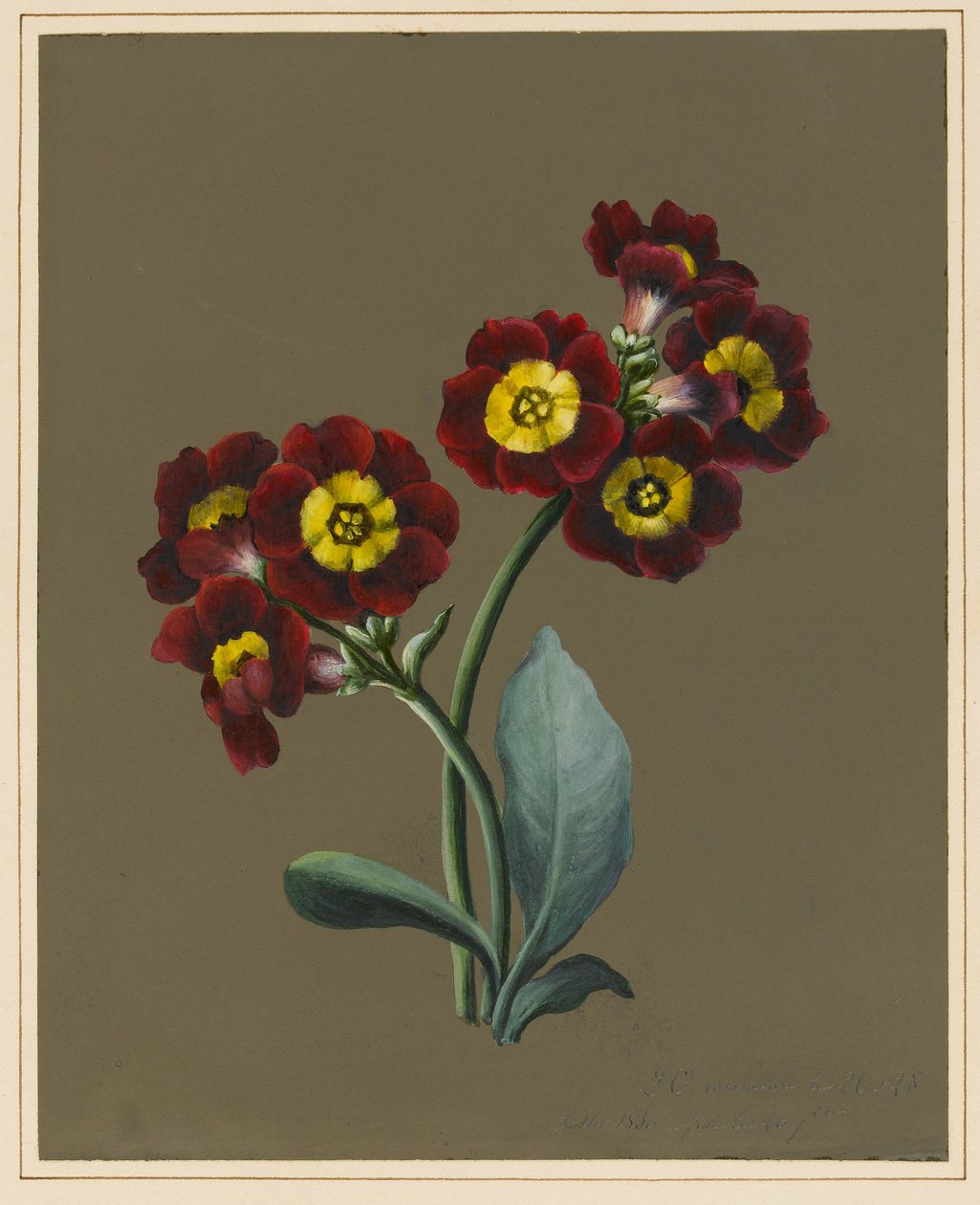 Rote Primula Auricula, 1830 von Louise DOrleans