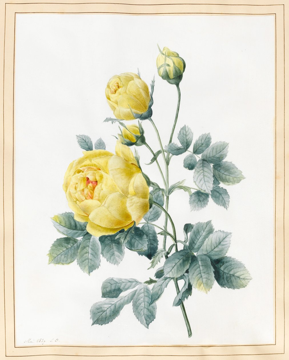 Gelbe Rosen, 1827 von Louise DOrleans