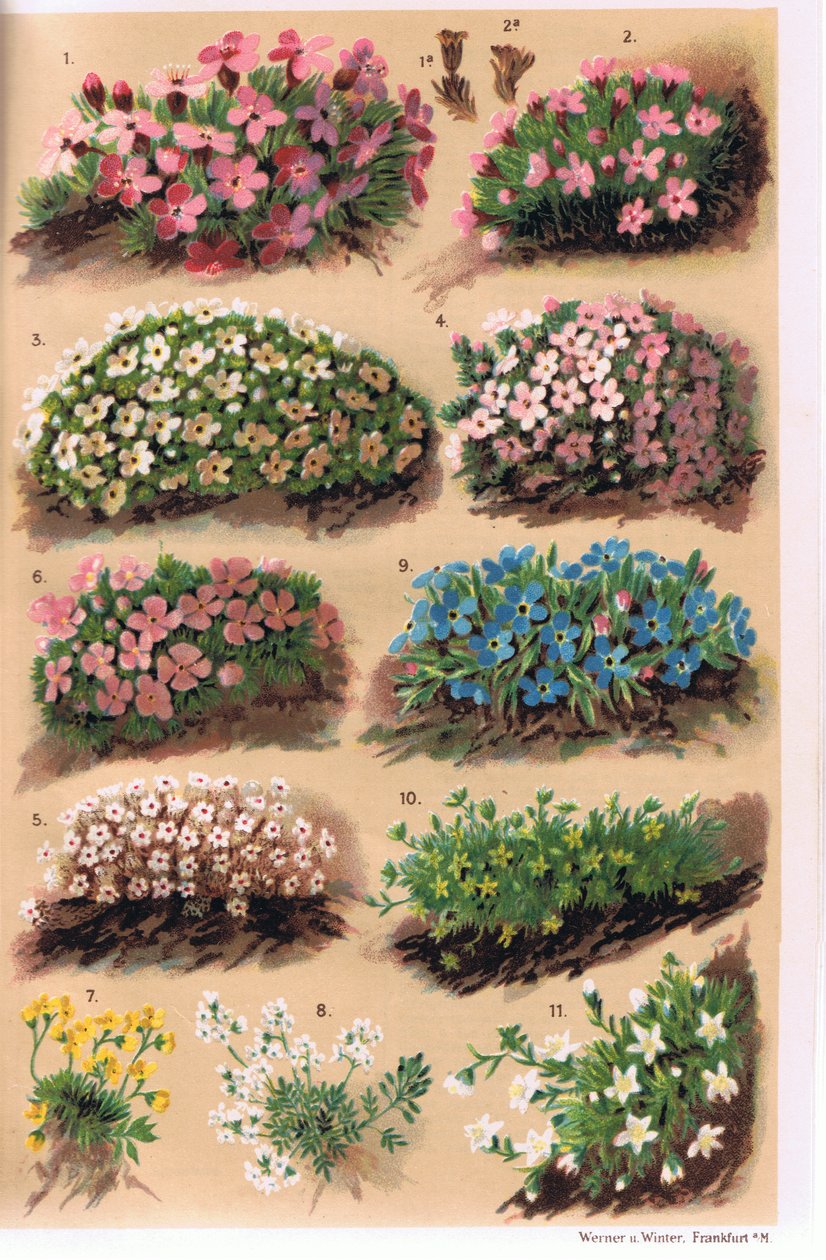 Alpenpflanzen, Illustration aus 