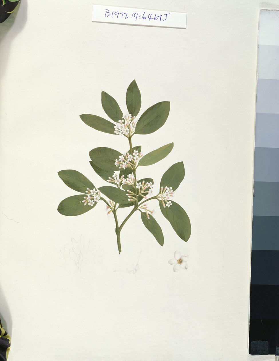 Botanische Zeichnung, Illustration aus Einundvierzig botanischen Zeichnungen mit Notizen von Luigi Balugani