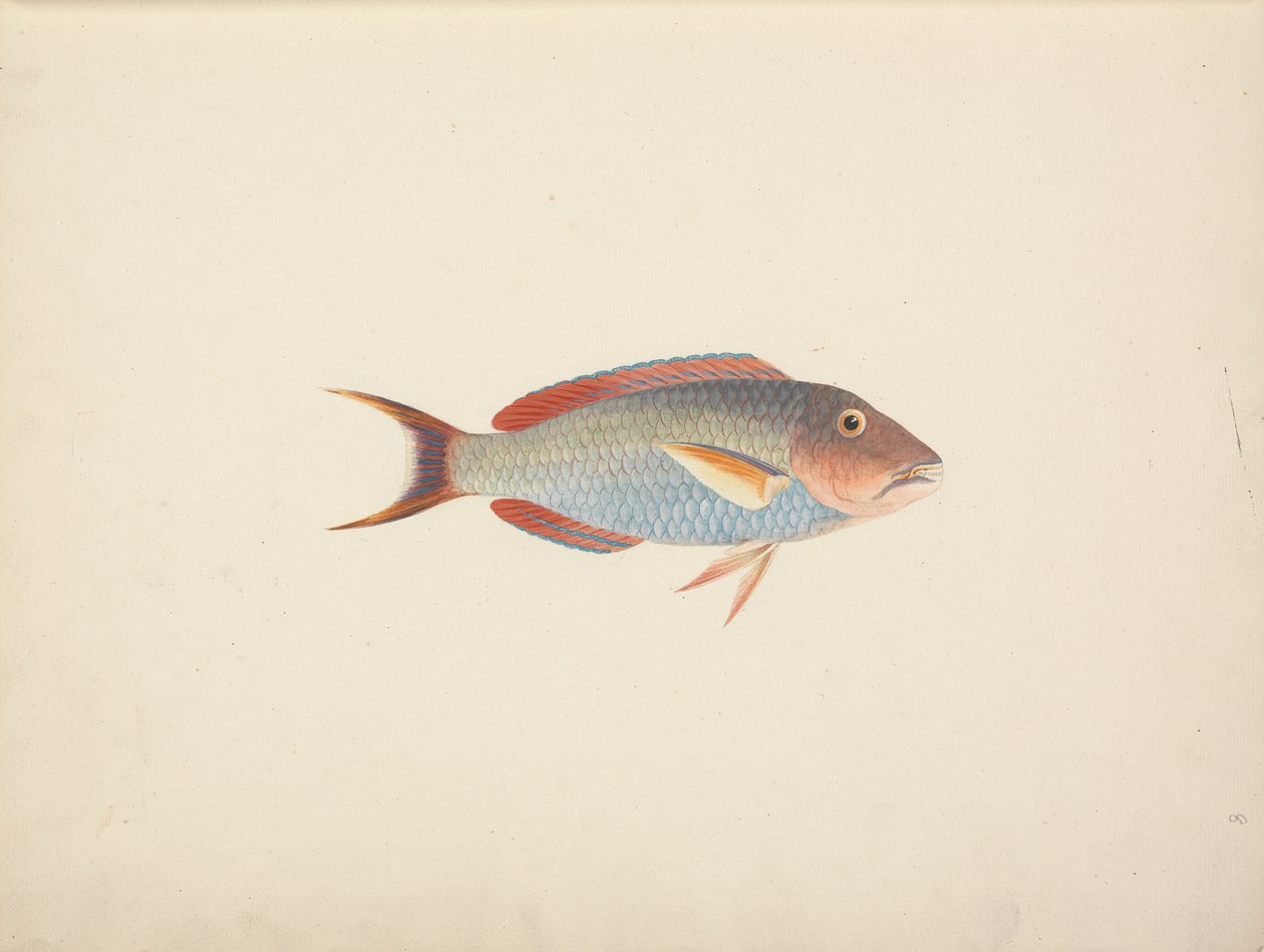 Unidentifizierter Fisch von Luigi Balugani
