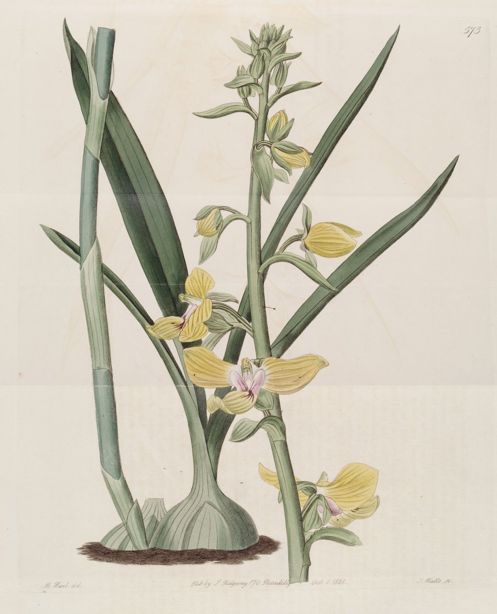 Illustration von Eulophia speciosa (als syn. Lissochilus speciosus) von M. Hart